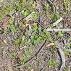 Hydrocotyle laxiflora at Wamboin, NSW - 11 Sep 2020