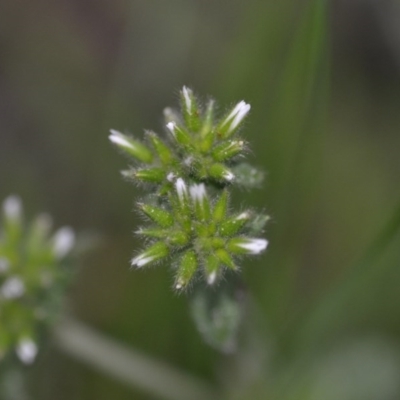 Cerastium glomeratum (Sticky Mouse-ear Chickweed) at Kowen, ACT - 12 Sep 2020 by natureguy