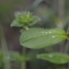 Cerastium glomeratum at Kowen, ACT - 12 Sep 2020