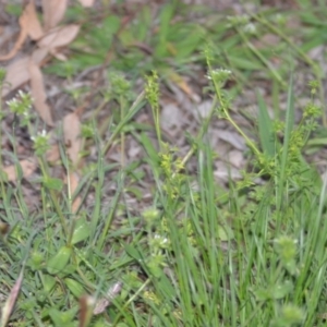 Cerastium glomeratum at Kowen, ACT - 12 Sep 2020