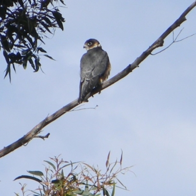 Falco longipennis (Australian Hobby) at Tathra, NSW - 10 Oct 2020 by SteveMills