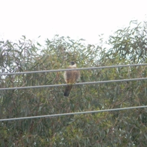 Falco longipennis at Tathra, NSW - 10 Oct 2020