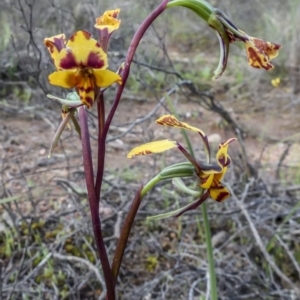 Diuris pardina at Sutton, NSW - suppressed