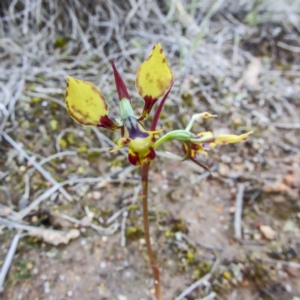 Diuris pardina at Sutton, NSW - suppressed