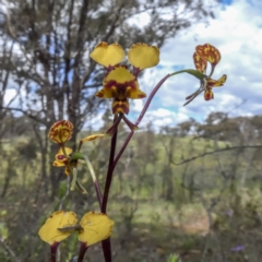 Diuris pardina at Sutton, NSW - 8 Oct 2020