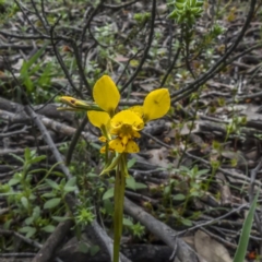 Diuris pardina at Sutton, NSW - suppressed