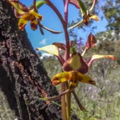 Diuris pardina at Sutton, NSW - suppressed