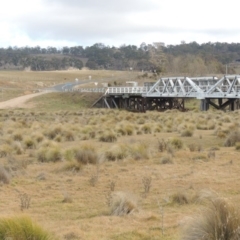 Poa labillardierei (Common Tussock Grass, River Tussock Grass) at Bombala, NSW - 21 Jul 2020 by michaelb