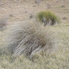 Poa labillardierei at Bombala, NSW - 21 Jul 2020