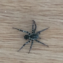 Unidentified Other hunting spider (TBC) at Tathra, NSW - 3 Oct 2020 by SteveMills