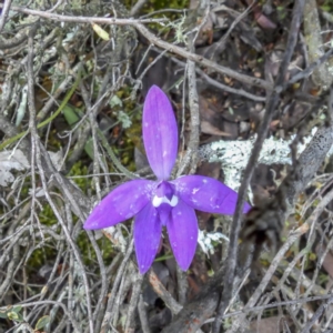 Glossodia major at Sutton, NSW - suppressed