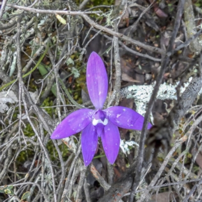 Glossodia major (Wax Lip Orchid) at Sutton, NSW - 8 Oct 2020 by Cmperman