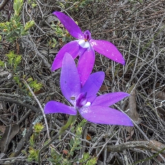 Glossodia major at Sutton, NSW - 8 Oct 2020