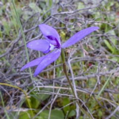 Glossodia major at Sutton, NSW - suppressed