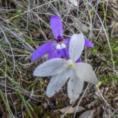 Glossodia major at Sutton, NSW - 8 Oct 2020