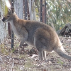 Notamacropus rufogriseus (Red-necked Wallaby) at Bombala, NSW - 21 Jul 2020 by MichaelBedingfield