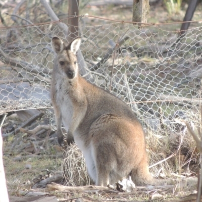 Notamacropus rufogriseus (Red-necked Wallaby) at Bombala, NSW - 21 Jul 2020 by michaelb