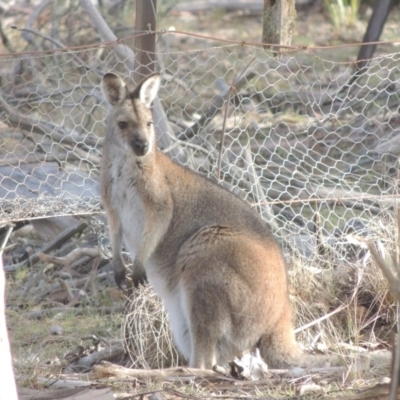 Notamacropus rufogriseus (Red-necked Wallaby) at Bombala, NSW - 21 Jul 2020 by MichaelBedingfield