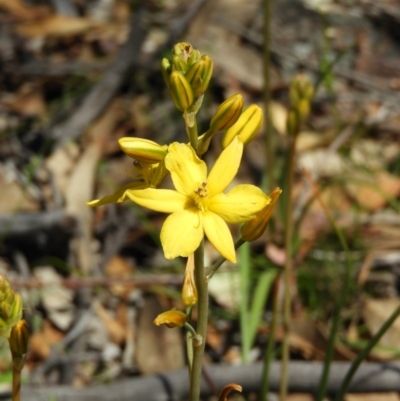 Bulbine bulbosa (Golden Lily) at Farrer Ridge - 3 Oct 2020 by MatthewFrawley