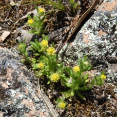 Triptilodiscus pygmaeus (Annual Daisy) at Farrer Ridge - 3 Oct 2020 by MatthewFrawley