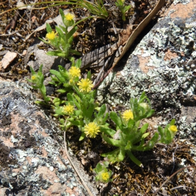 Triptilodiscus pygmaeus (Annual Daisy) at Farrer Ridge - 3 Oct 2020 by MatthewFrawley