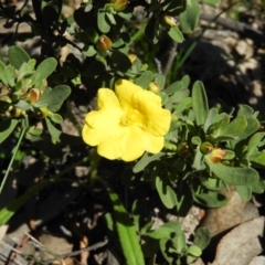 Hibbertia obtusifolia (Grey Guinea-flower) at Tuggeranong DC, ACT - 4 Oct 2020 by MatthewFrawley