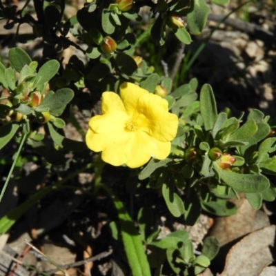 Hibbertia obtusifolia (Grey Guinea-flower) at Tuggeranong DC, ACT - 3 Oct 2020 by MatthewFrawley