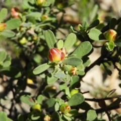 Hibbertia obtusifolia at Tuggeranong DC, ACT - 4 Oct 2020