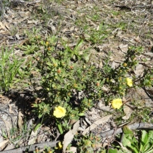 Hibbertia obtusifolia at Tuggeranong DC, ACT - 4 Oct 2020 10:42 AM