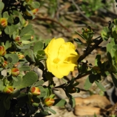 Hibbertia obtusifolia at Tuggeranong DC, ACT - 4 Oct 2020 10:42 AM