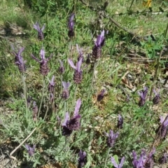 Lavandula stoechas (Spanish Lavender or Topped Lavender) at O'Malley, ACT - 10 Oct 2020 by Mike