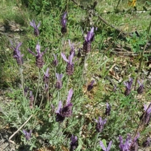 Lavandula stoechas at O'Malley, ACT - 10 Oct 2020