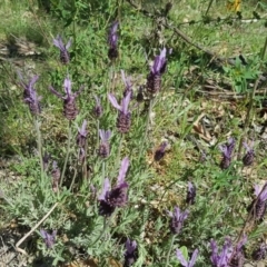 Lavandula stoechas (Spanish Lavender or Topped Lavender) at O'Malley, ACT - 10 Oct 2020 by Mike