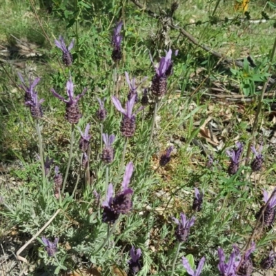 Lavandula stoechas (Spanish Lavender or Topped Lavender) at Mount Mugga Mugga - 10 Oct 2020 by Mike
