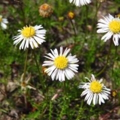 Calotis anthemoides at Tuggeranong DC, ACT - 4 Oct 2020