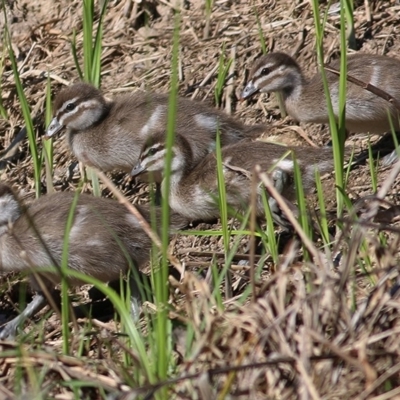 Chenonetta jubata (Australian Wood Duck) at Wodonga - 10 Oct 2020 by Kyliegw