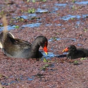 Gallinula tenebrosa at Gateway Island, VIC - 11 Oct 2020