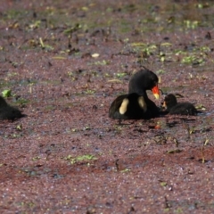 Gallinula tenebrosa at Gateway Island, VIC - 11 Oct 2020