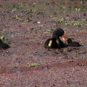 Gallinula tenebrosa at Gateway Island, VIC - 11 Oct 2020