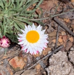 Leucochrysum albicans subsp. tricolor (Hoary Sunray) at Gossan Hill - 10 Oct 2020 by JVR