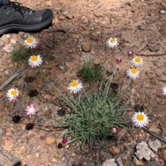 Leucochrysum albicans subsp. tricolor at Bruce, ACT - 10 Oct 2020