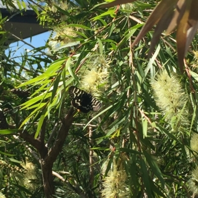 Comocrus behri (Mistletoe Day Moth) at Tathra, NSW - 10 Oct 2020 by Steve Mills