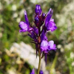 Linaria pelisseriana (Pelisser's Toadflax) at Forde, ACT - 11 Oct 2020 by mlech