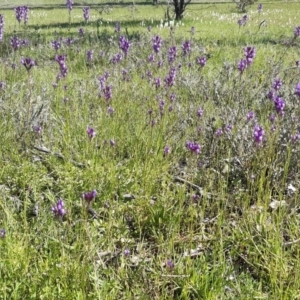 Linaria pelisseriana at Forde, ACT - 11 Oct 2020