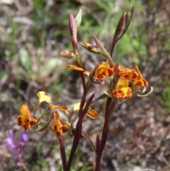Diuris semilunulata (Late Leopard Orchid) at Theodore, ACT - 11 Oct 2020 by Owen