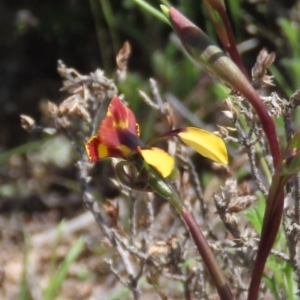 Diuris semilunulata at Theodore, ACT - 11 Oct 2020