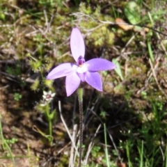 Glossodia major (Wax Lip Orchid) at Theodore, ACT - 9 Oct 2020 by Owen