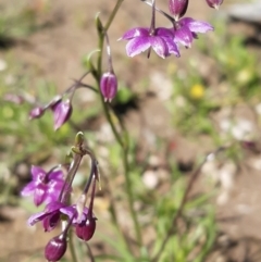 Arthropodium minus (Small Vanilla Lily) at Mulligans Flat - 11 Oct 2020 by mlech