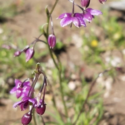 Arthropodium minus (Small Vanilla Lily) at Forde, ACT - 11 Oct 2020 by mlech