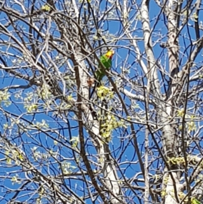 Polytelis swainsonii (Superb Parrot) at Stirling Park - 10 Oct 2020 by jpittock